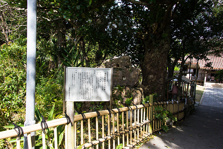 El árbol Fukugi en Kannon-ji