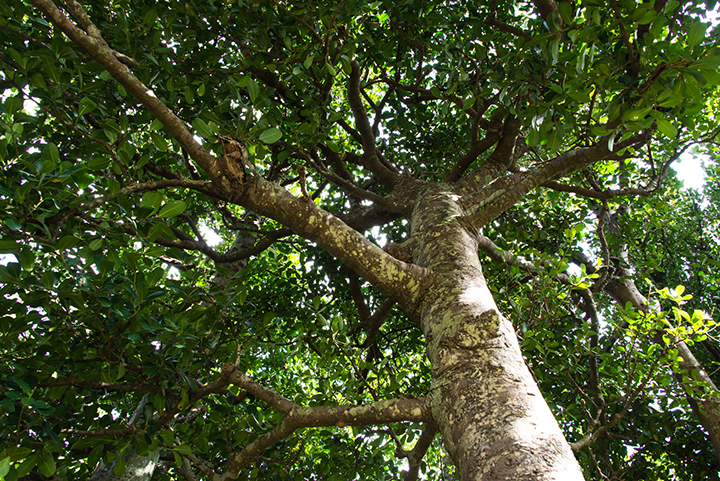 El árbol Fukugi en Kannon-ji