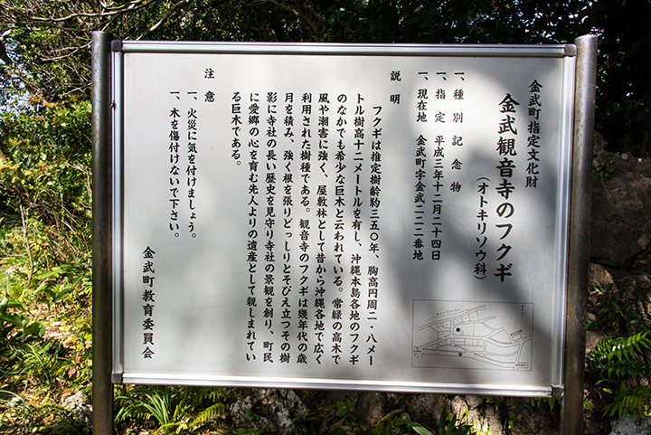 El árbol Fukugi en Kannon-ji